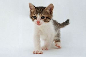 兩個月小貓吃什么