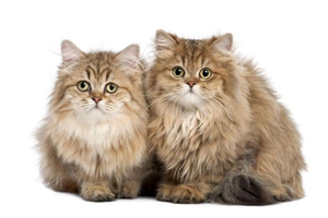 貓咪毛發(fā)黃怎么去除