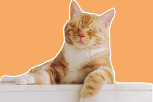 橘貓?jiān)趺答B(yǎng)不胖