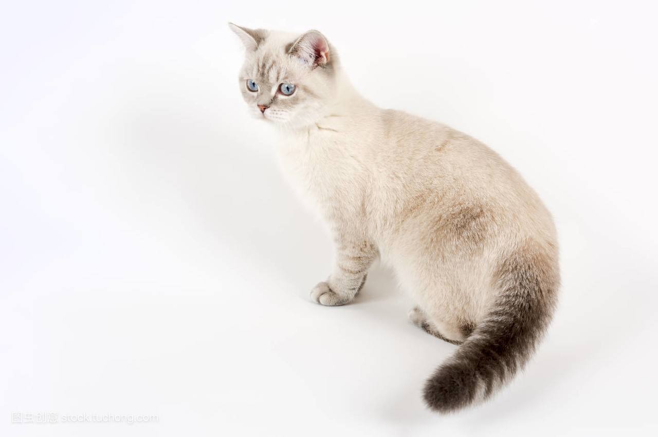 小貓飼養(yǎng)注意事項有哪些