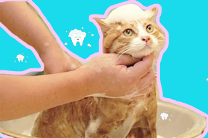 寵物貓香波如何挑選