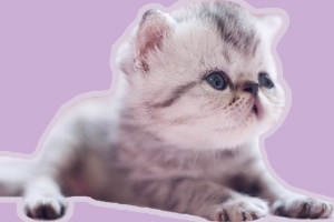 小奶貓吃什么食物