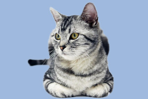 美國短毛貓?jiān)趺答B(yǎng)