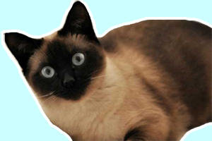 暹羅貓為什么越來越黑