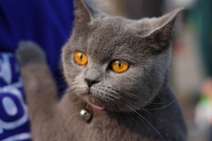 短毛貓?jiān)趺锤上?短毛貓干洗方法介紹