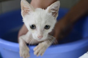 小貓洗澡注意事項(xiàng)有哪些