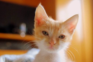 怎么把小貓養(yǎng)胖