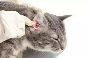 怎么幫貓咪掏耳朵