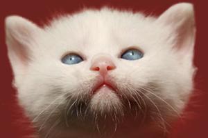 小貓咪吃什么食物好