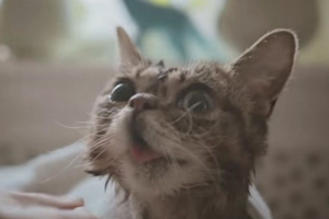 如何給小貓洗澡