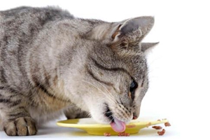 養(yǎng)貓咪需要準備什么