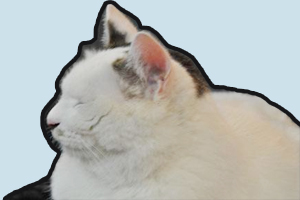 家貓怎么養(yǎng)胖