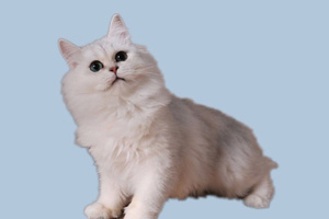 金吉拉貓吃什么好