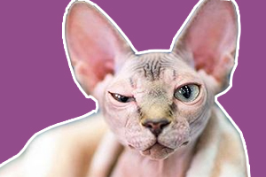 斯芬克斯貓?jiān)趺答B(yǎng)不臭