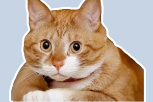 貓咪愛咬人怎么辦