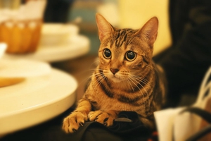 小貓毛色發(fā)黃怎么辦