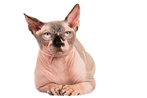 斯芬克斯貓?jiān)趺答B(yǎng)