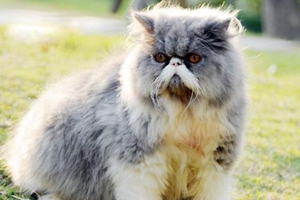 波斯貓怎么喂養(yǎng)