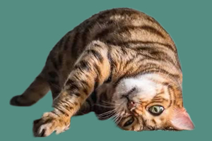 貓草和貓薄荷的區(qū)別