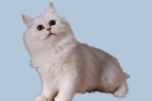 金吉拉貓?jiān)趺答B(yǎng)