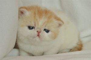 幼貓怎么養(yǎng)肥