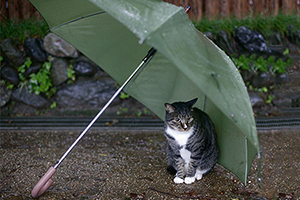 流浪貓帶回家注意事項