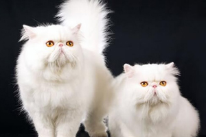 波斯貓吃什么好