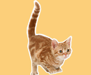 貓尾巴的作用有哪些