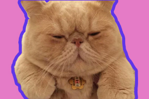 加菲貓?jiān)趺答B(yǎng)胖