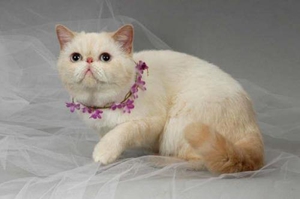 異國(guó)短毛貓?jiān)趺答B(yǎng)