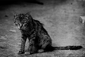 收養(yǎng)流浪貓要做什么檢查