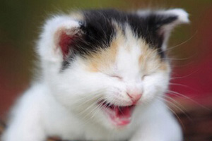 貓?zhí)焯旖惺鞘裁辞闆r