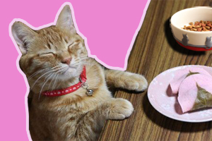 小貓吃什么都挑食怎么辦