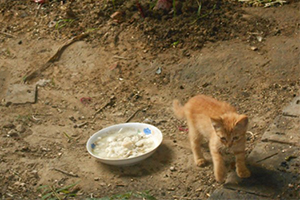流浪貓吃什么食物