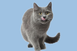 英國(guó)短毛貓?jiān)趺答B(yǎng)