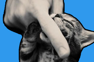 打小貓會不會記仇