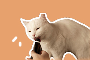 怎樣養(yǎng)貓不會得寄生蟲