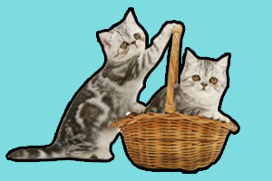 抓貓的方法是什么