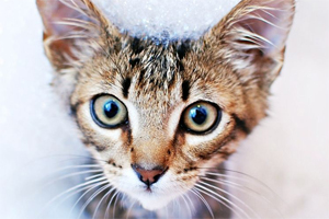 寵物香波如何給貓貓?zhí)暨x