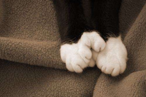 貓爪子如何修剪