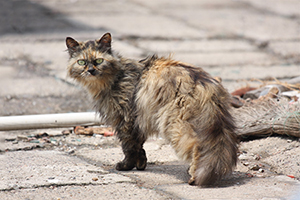 流浪貓怎么帶回家