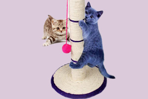 貓玩具自制方法