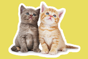 幼貓貓糧和成貓貓糧的區(qū)別是什么