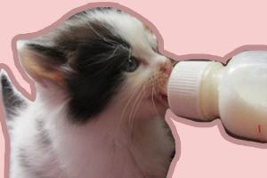 小貓吃什么能長胖