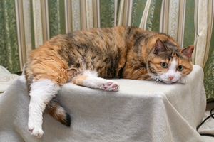 貓咪減肥步驟介紹