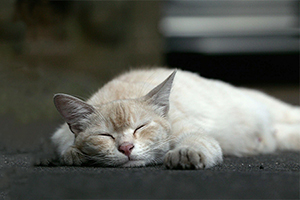 流浪貓收養(yǎng)注意事項