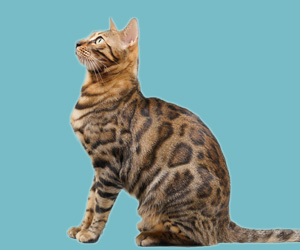 貓耳朵很臟怎么辦