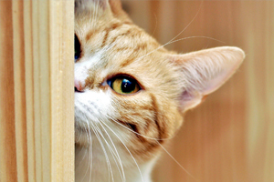 怎樣養(yǎng)貓它才不會跑