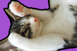 貓爪子怎么護理