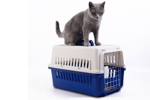 托運(yùn)寵物貓咪方法是什么